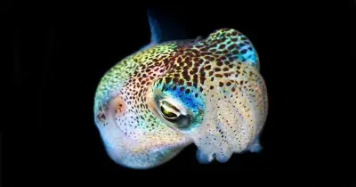 Blackwater Night Dive — Kona Honu Divers