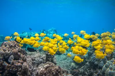 Coral Reef Snorkel Adventures Kealakekua Bay and Captain Cook Monument Snorkel — Coral Reef Snorkel Adventures