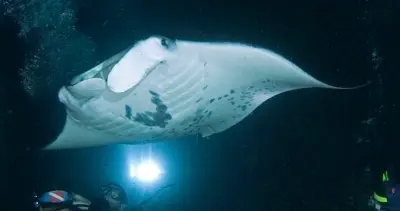 Kona Manta Ray Night Snorkel or 1-Tank Dive by Kona Ocean Adventures — Kona Ocean Adventures