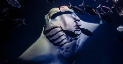 Kona Manta Ray Night Snorkel from Honokōhau Harbor (Iruka Kona) — Iruka Kona