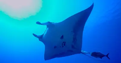 Coral Reef Snorkel Adventures Manta Ray Night Snorkel, Kona — Coral Reef Snorkel Adventures