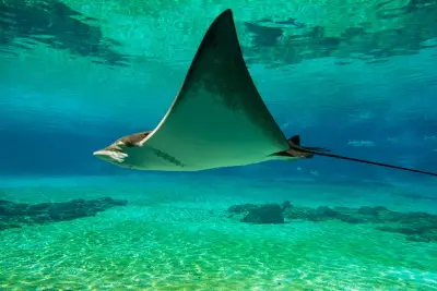 Kona Manta Ray Night Snorkel from Keauhou Bay by Dolphin Discoveries — Dolphin Discoveries