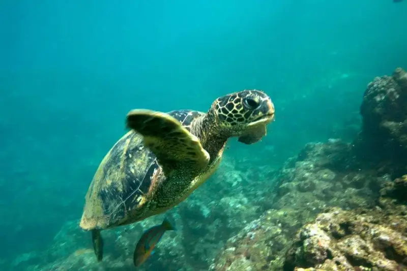 Nā Pali Coast Snorkel Adventure from Hanalei Bay