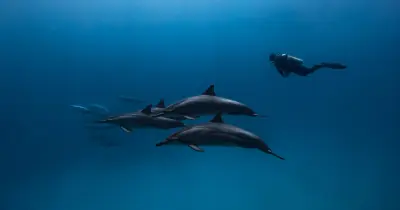 Signature Morning Dive: Two-Tank Kona Reef Charter — Aquatic Life Divers