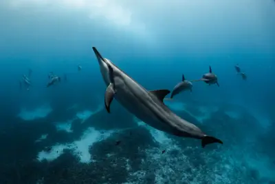 Explorer's Dive: Advanced Long-Range Two-Tank Charter, Kona — Aquatic Life Divers