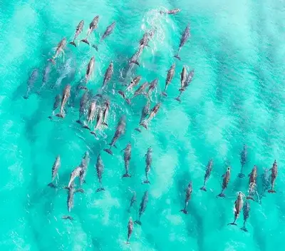 Kealakekua Bay Speedboat Snorkel with Sea Caves & Wildlife Watch — Hawaii Island & Ocean Tours