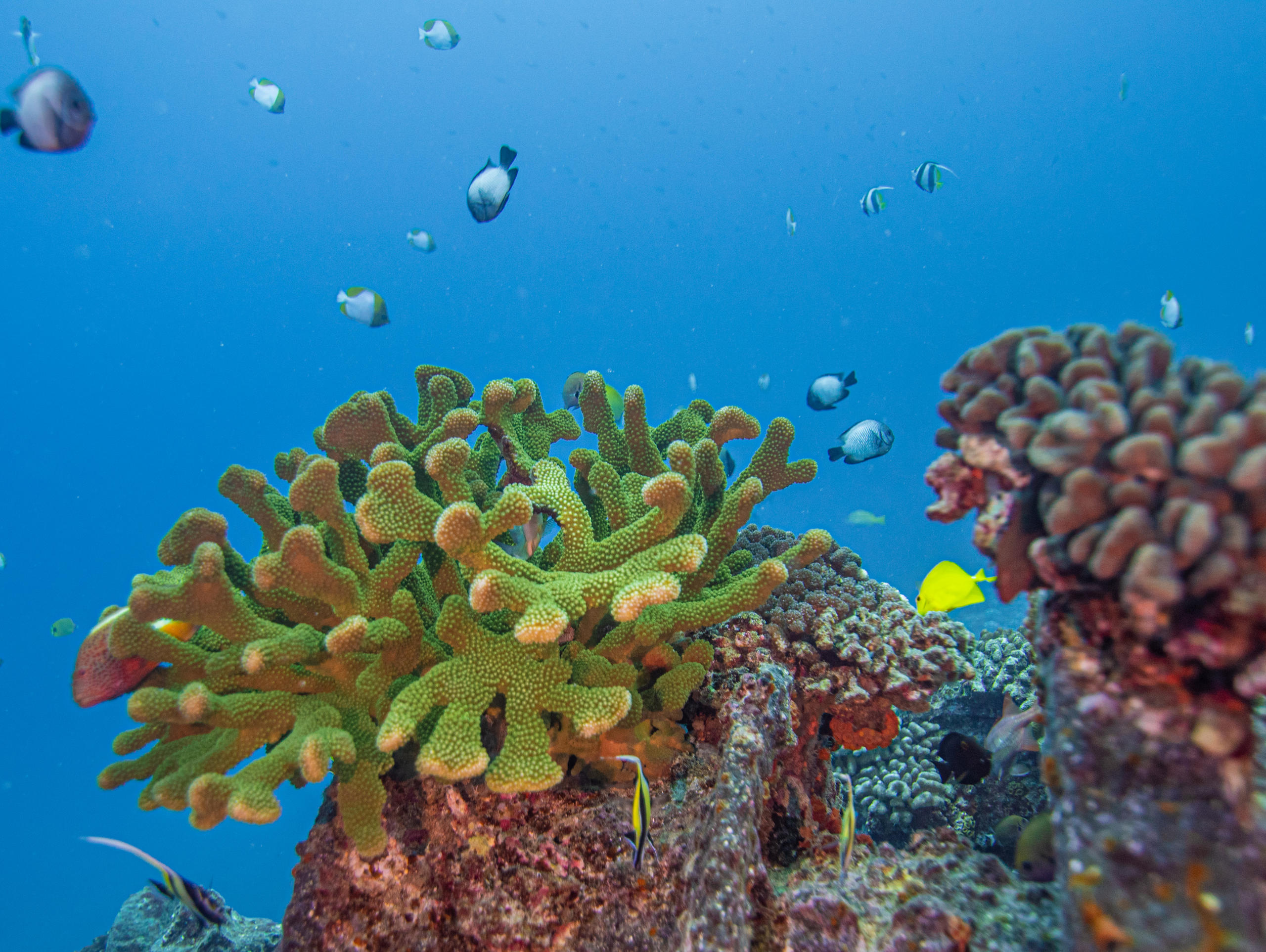 Reef Explorer - 2 Tank Dive Charter — Aloha Scuba Diving Co.