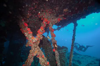 Sea Tiger Wreck & Reef 2-Tank Dive Charter, Honolulu — Aloha Scuba Diving Co.