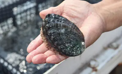 Big Island Abalone Farm Tour with Tasting, Kona — Big Island Abalone