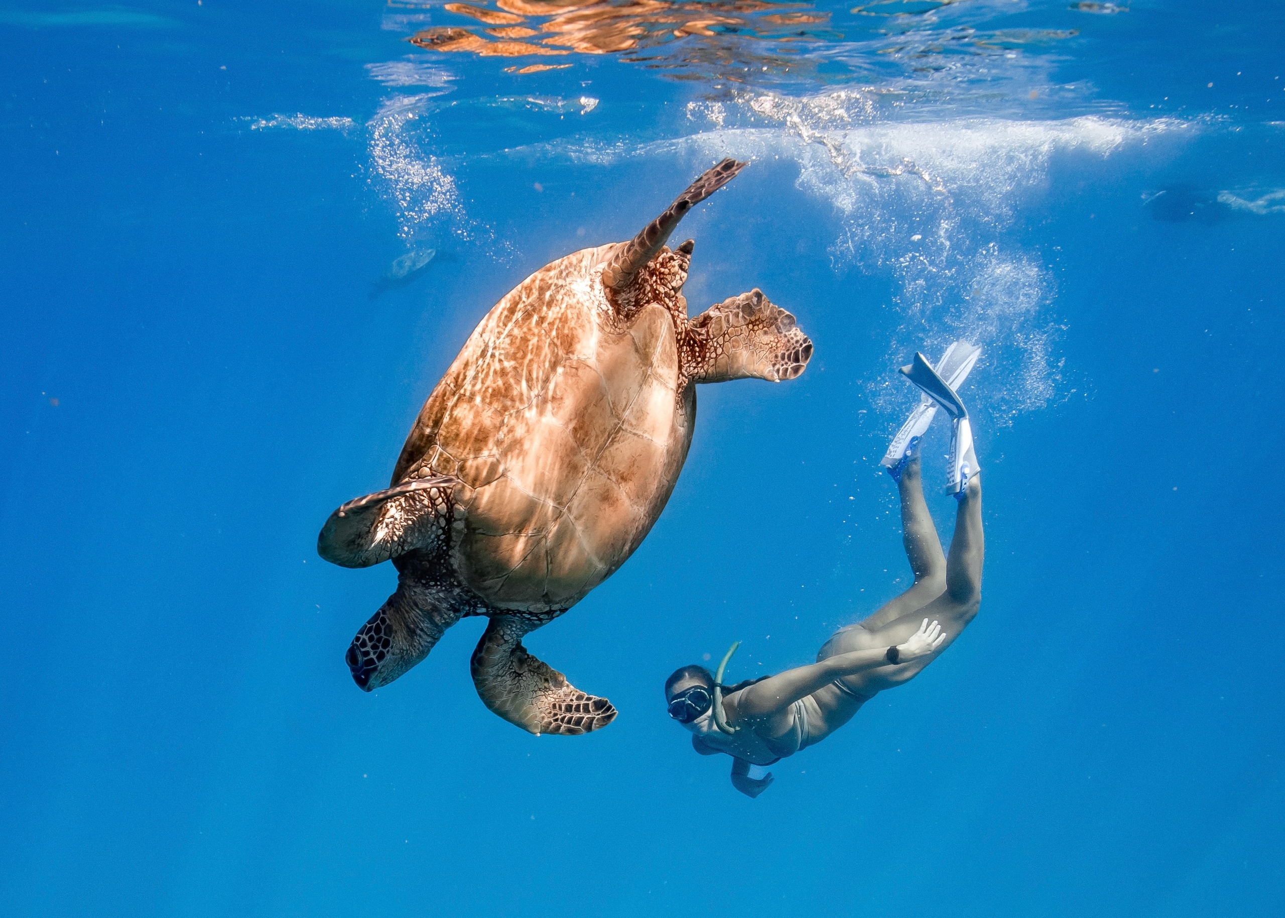 Turtle Canyon Snorkel (Semi-Private Boat Tour) — Captain Max Boat Tours