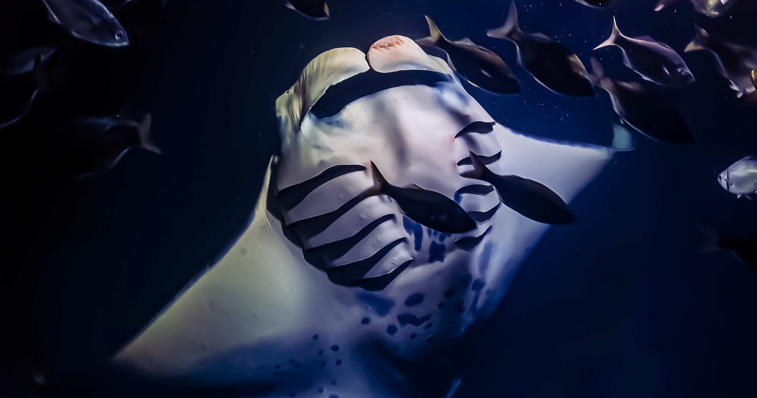 Manta Ray Night Snorkel — Coral Reef Snorkel Adventures