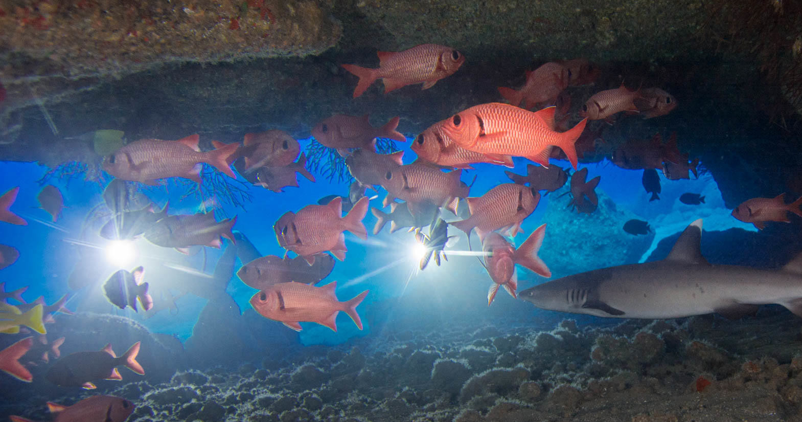 Twilight & Night Dive — Dive Kauai