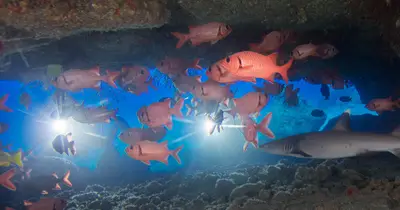Koloa Landing Twilight & Night Dive for Certified Divers — Dive Kauai