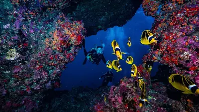 Lanai Cathedrals 2-Tank Boat Dive from Lahaina by Dive Maui — Dive Maui
