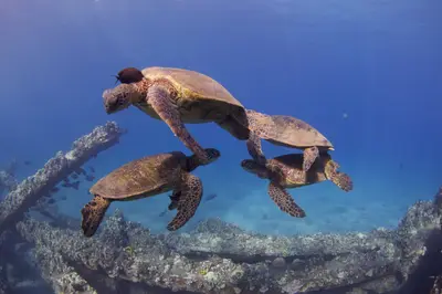 Mala Wharf Shark and Turtle Shore Dive for Certified Divers — Dive Maui