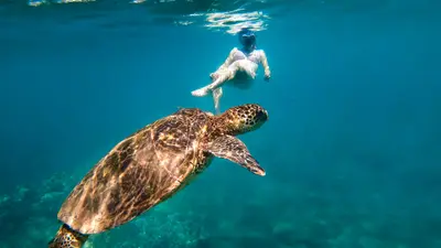 Captain Cook Snorkel Tour from Keauhou Bay by Dolphin Discoveries — Dolphin Discoveries