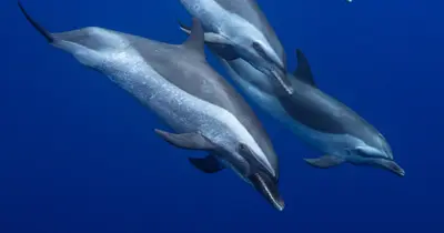 Waianae Dolphin Snorkel Excursion with Marine Biologists — Dolphin Excursions