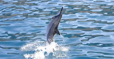 Dolphins and You: West Oahu Dolphin Watch & Snorkel Cruise — And You Creations