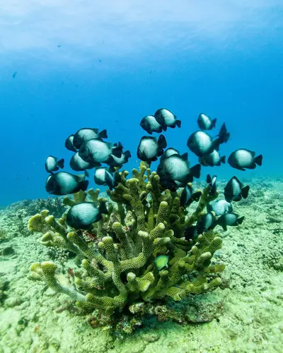 1-Tank Discover Scuba at Koloa Landing for Beginners, Kauai — Fathom Five Divers