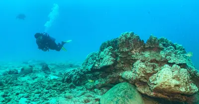 Koloa Landing Guided Shore Dive, Kauai (1 or 2 Tanks, Day or Night) — Fathom Five Divers