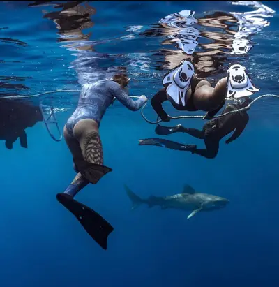 Haleiwa Cageless Shark Dive and Snorkel, North Shore Oahu — Go Adventure Hawaii