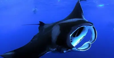 Kona Manta Ray Night Snorkel with Hang Loose Boat Tours — Hang Loose Boat Tours LLC