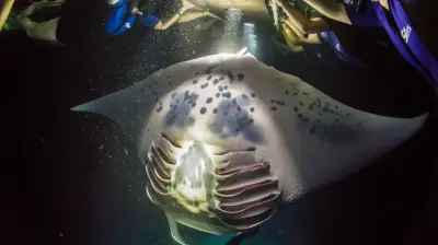 Keauhou Manta Ray Moonlight Snorkel, Kona — Hawaii Island & Ocean Tours