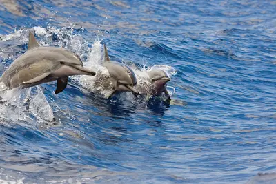 Kona Luxury Dolphin Snorkel Sail (6-Guest Catamaran) — Hawaii Nautical Big Island