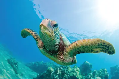 Waikoloa Snorkel Sail with Lunch (Spirit of Aloha) — Hawaii Nautical Big Island