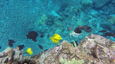 Kealakekua Bay (Captain Cook Monument) Snorkel Cruise — Hawaii Oceanic