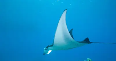 Manta Magic Night Snorkel from Keauhou Harbor — Hawaii Oceanic