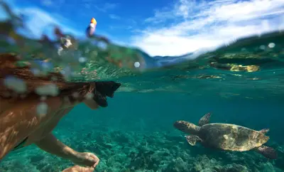 North Shore Circle Island Adventure with Turtle Snorkeling — Hawaii Turtle Tours