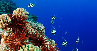 Hilo Discover Scuba Diving Shore Dive for Beginners — Hilo Ocean Adventures