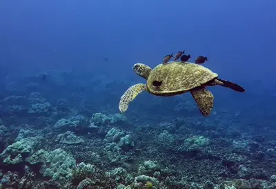 Hilo 2-Tank Shore Dive at Waiʻolena (Leleiwi) Beach — Hilo Ocean Adventures