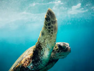 Waikiki Turtle Canyon Snorkel Sail (Holokai Catamaran) — Holokai Catamaran