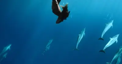 Lānaʻi Snorkel Tour from Kāʻanapali Beach, Half Day (Kaanapali Ocean Adventures) — Kaanapali Ocean Adventures
