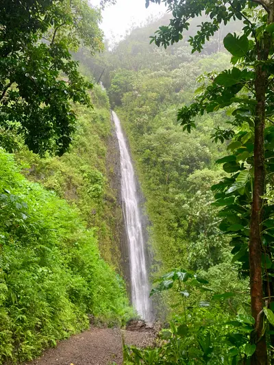 Manoa Falls Hike Shuttle from Waikiki (Self-Guided) — Kaimana Tours