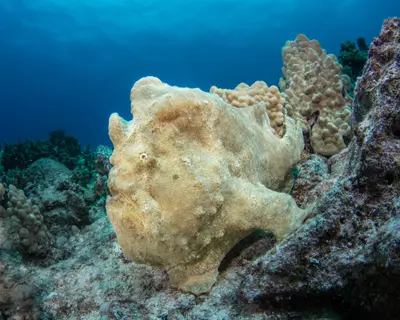 Kona Diving Company 2-Tank Morning Dive Charter — Kona Diving Company
