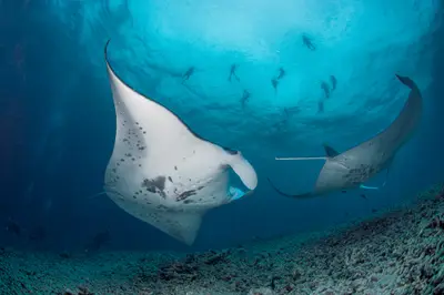 Kona Diving Company 2-Tank Manta Ray Night Dive Charter — Kona Diving Company