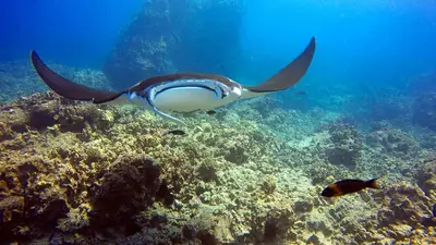 Kona Honu Divers 2-Tank Local Morning Dive Charter on Honu One — Kona Honu Divers