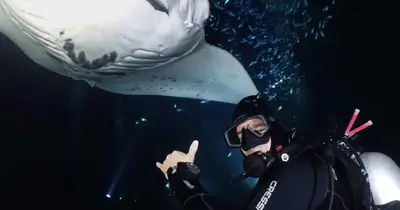 Kona Honu Divers 2-Tank Manta Ray Night Dive from Honokohau Harbor — Kona Honu Divers