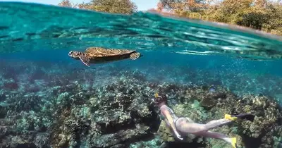 Pawai Bay Snorkel Tour from Kona by Kona Snorkel Trips — Kona Snorkel Trips
