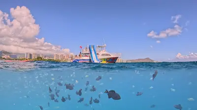 Waikiki Deluxe Snorkel and Wildlife Cruise with Waterslide — Living Ocean Tours