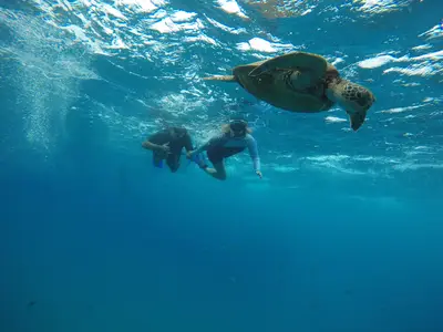 Mahina Hawaii Half Day Surf & Turf Adventure, North Shore Oahu — Mahina Hawaii