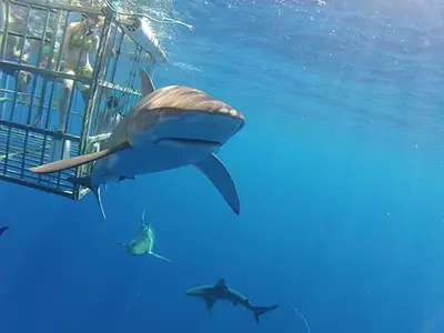 Haleiwa Shark Cage Dive with North Shore Shark Adventures — North Shore Shark Adventures / Whale Encounters / Turtle Encounters