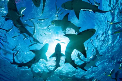 Cage-Free Shark Snorkel Tour from Haleiwa, North Shore Oahu — Ocean Outfitters Hawaii