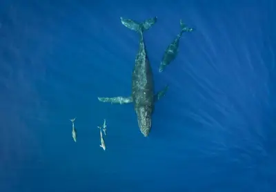 North Shore Marine Life and Whale Watching Boat Tour, Haleiwa — Ocean Outfitters Hawaii