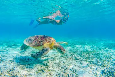 Waikiki Turtle Canyon Snorkel Sail with Sighting Guarantee — Pink Sails Waikiki