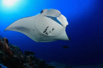 Kona Manta Ray Night Snorkel from Keauhou Bay, First Departure (Sea Paradise) — Sea Paradise