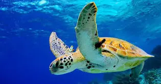 Kealakekua Bay Morning Sail and Snorkel Tour with Breakfast and Lunch (Sea Paradise) — Sea Paradise